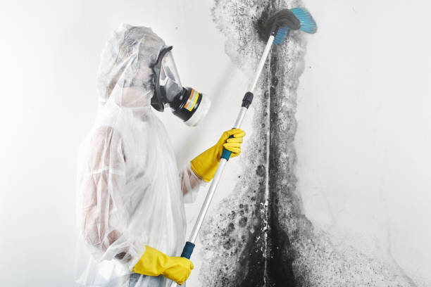 Best Basement Mold Removal  in South Bloomfield, OH