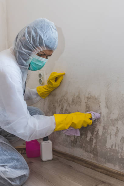 Best Mold Remediation for Healthcare Facilities  in South Bloomfield, OH