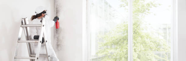 Best Dehumidification Services  in South Bloomfield, OH